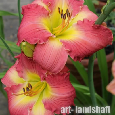 �������� ���������� "Rose Masterpiece" (���� ���������) - ����-��������