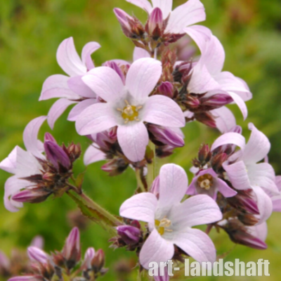 ����������� ���������������� Loddon Anna ("������ ����") - ����-��������