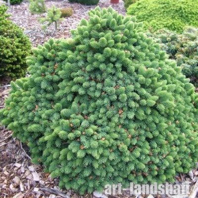 ��� ��������� "Echiniformis" (�����������) - ����-��������