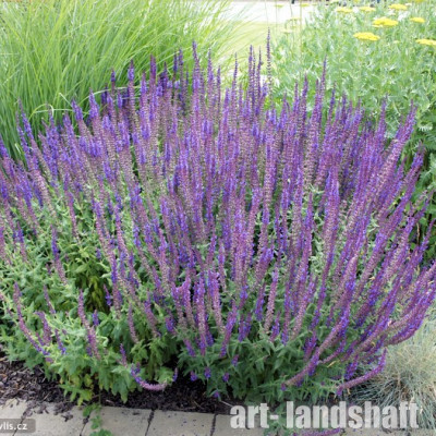 ������ ������ "Blue Queen" (��� ����) - ����-��������