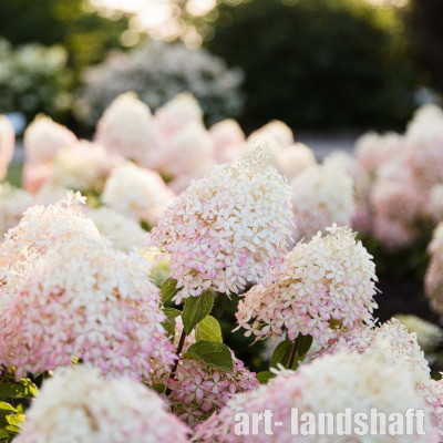 ��������� ����������� "Royal Flower" (���� ������) - ����-��������