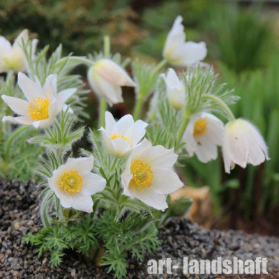 �������� ������������ "Pinwheel White"  (������� ����) - ����-��������