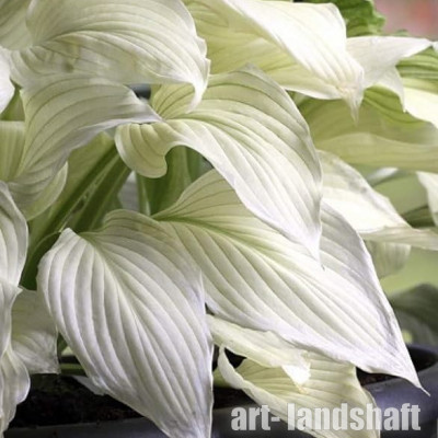 ����� ��������� White Feather ("���� �����")  - ����-��������