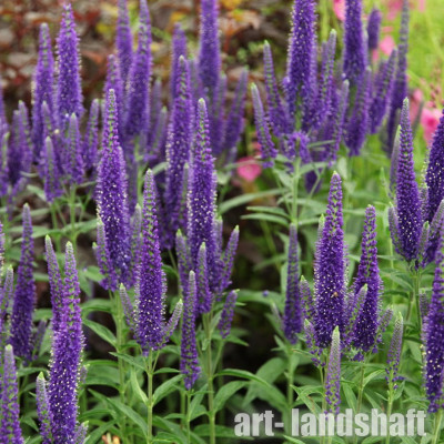 �������� ���������� "Sunny Border Blue" (����� ������ ���) - ����-��������