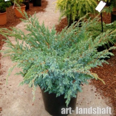 ������������ ���������� "Blue Swede" (��� �����) - ����-��������