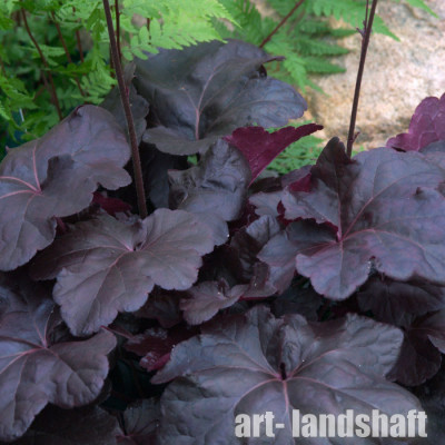 ������� "Obsidian" (��������) - ����-��������