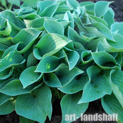 ����� "Courulea Blue" (������ ���) - ����-��������