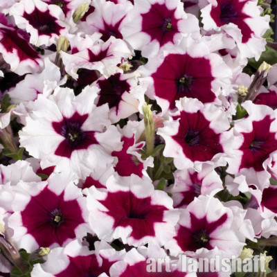������� �������������� (�����������) "Celebrity Burgundy Frost" - ����-��������