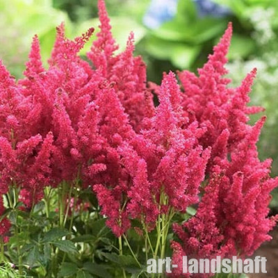 �������� ��������� "Fireberry" (���������) - ����-��������