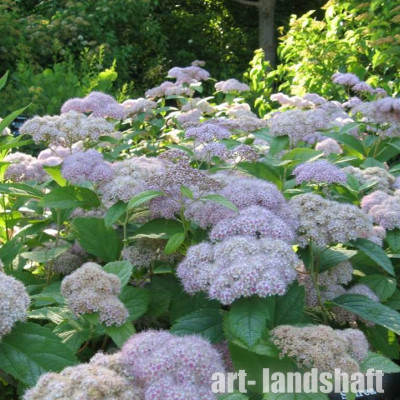 ������ �������� Pink Parasols ("���� ��������") - ����-��������