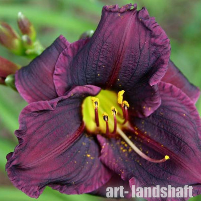 �������� ��������� "Grape Velvet" (����� ������) - ����-��������