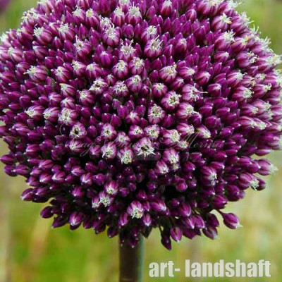 ��� ������������ "Summer Drummer" (������ �������) - ����-��������