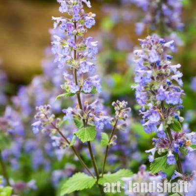�������� ��������������� "Summer Magic" (������ ������) - ����-��������