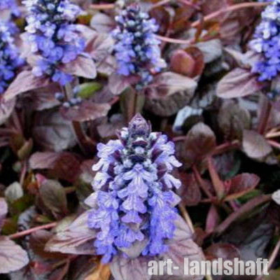 ������� "Atropurpurea Nana" (������������ ����) - ����-��������