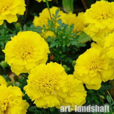�������� �������� ����������� "Safari Yellow" - ����-��������