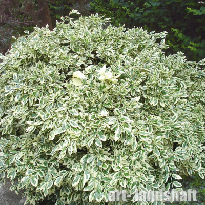 ��������� ������� "Variegatus" (����������) - ����-��������