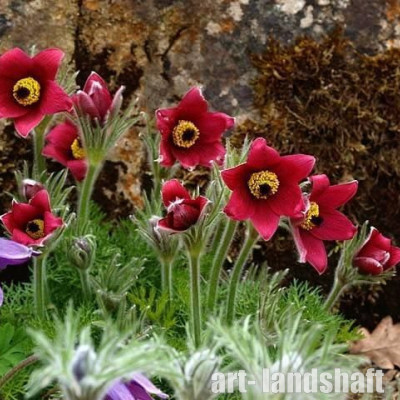 �������� ������������ "Pinwheel Dark Red Shades" (������� ���� ��� �����) - ����-��������