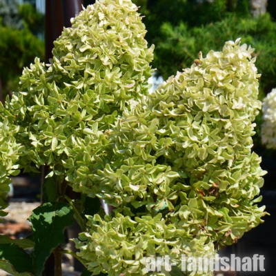 ��������� ����������� "Magical Lime Sparkle" (�������� ���� ������) - ����-��������