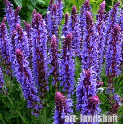 ������ ��������� "Blaukonigin" (�����������) - ����-��������