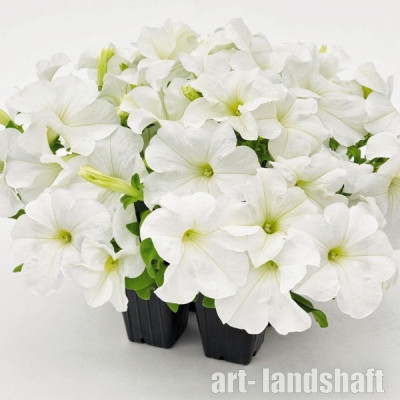 ������� ��������������� (�����������) "HD White" - ����-��������