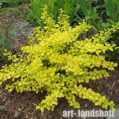 �������� �������� "Golden Carpet" (������ ������)  - ����-��������