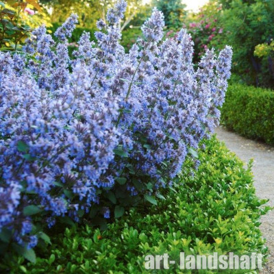 �������� ������� "Blue Wonder" (��� ������) - ����-��������