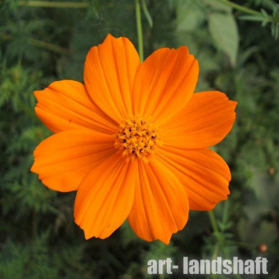 ������ �����-����� Cosmic Orange ("������ �����") - ����-��������