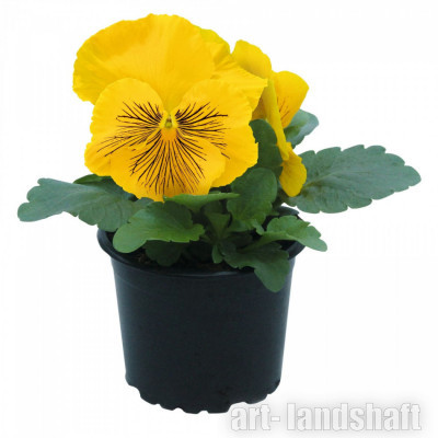 ����� �������� Cats "Yellow" - ����-��������
