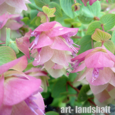 ������ "Kent Beauty" (���� �����)  - ����-��������