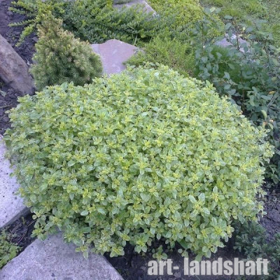 ������ ������������ "Variegatum" (����������) - ����-��������