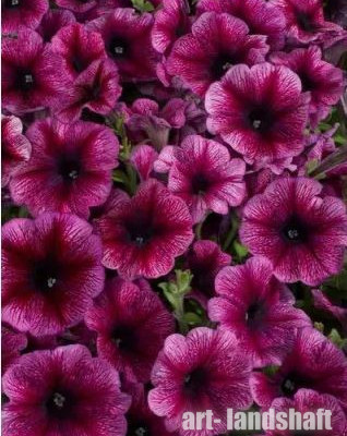 ������� �������������� (�����������) "Celebrity Plum Ice" - ����-��������