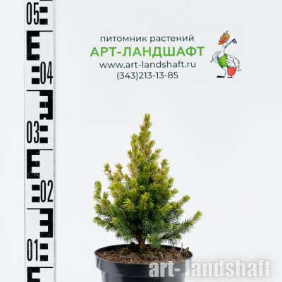 ��� �������� "Pendula Bruns" (������� �����) - ����-��������