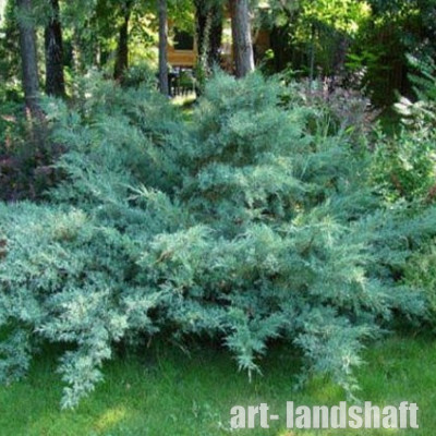 ������������ ������� "Pfitzeriana Glauca" (���������� ������) - ����-��������