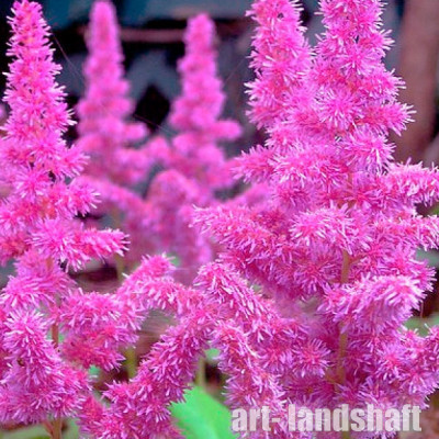 �������� ������� "Amethyst" (�������) - ����-��������
