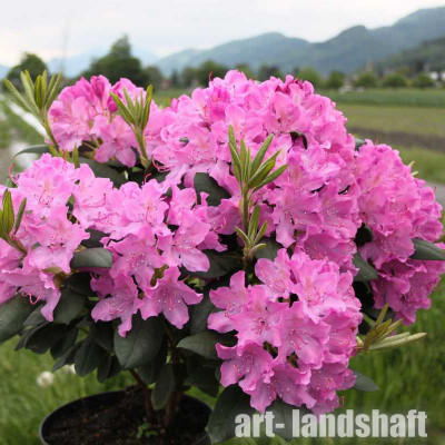 ����������� ��������� Roseum Elegans (" ������ �������") - ����-��������