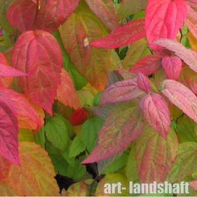 ������ �������� Macrophylla ("����������") - ����-��������