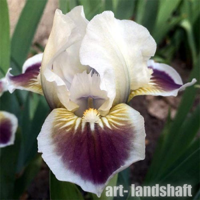 ���� ���������� "Black Cherry Delight" (���� ����� ������) - ����-��������
