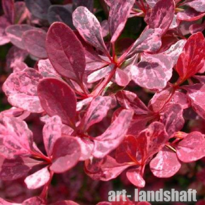 �������� �������� "Rosy Rocket" (���� �����) - ����-��������