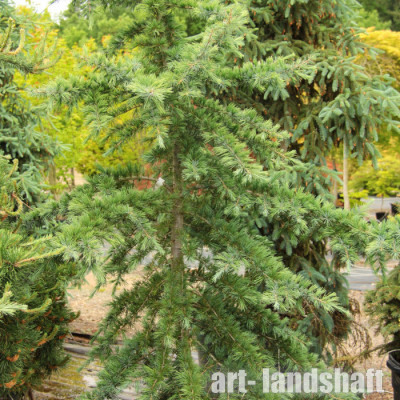���� ����������� Bushes Electra ("��� �������") - ����-��������