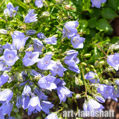 ����������� ���������������� "Swinging Bells Blue" (�������� ����� ���) - ����-��������