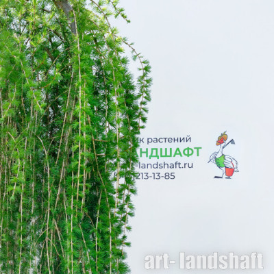 ����������� ����������� "Pendula" (�������)  - ����-��������
