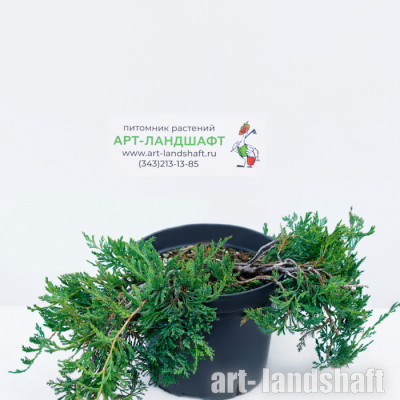 ������������ �������������� "Glauca" (������) - ����-��������