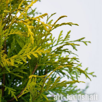��� �������� "Golden Anne" (������ ���) - ����-��������
