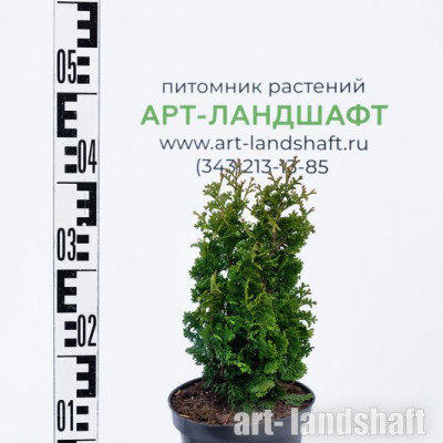��� �������� "Zmatlik" (�������) - ����-��������