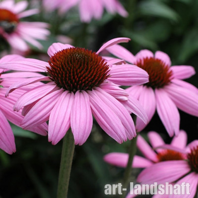 �������� ��������� Prairie Splendor Deep Rose ("������ �������� ��� ����") - ����-��������