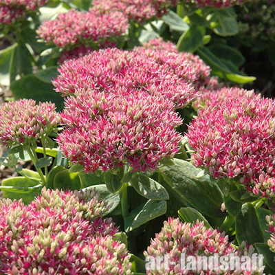 ������ "Seduction Pink Passio" (�������� ���� ������) - ����-��������