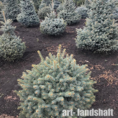 ��� ������� ������� ����� ��� - ����-��������