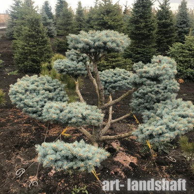 ��� ������� "Glauca Globosa" (������ �������) ����� ������ - ����-��������