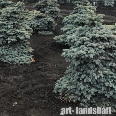 ��� ������� "Recurvata" (���������) - ����-��������