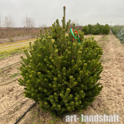 ����� ������ ����������� �. - ����-��������